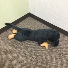 ダックスフンド　ぬいぐるみの画像