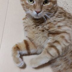 里親募集中です(⁎ᴗ͈ˬᴗ͈⁎) - 猫