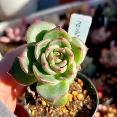 多肉植物♡エケベリア【フロリディティール】