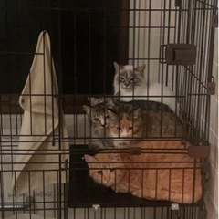 【納屋で大繁殖】6ヶ月〜3ヶ月子猫 − 宮城県