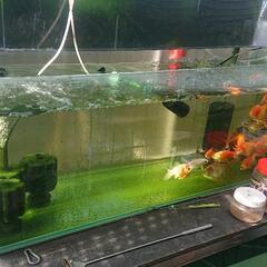 １２０cmオールガラス水槽