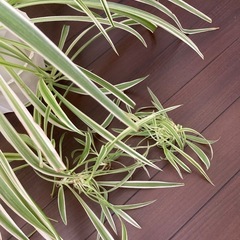【再値下げ】オリヅルラン子株１株の画像