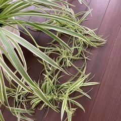 【再値下げ】オリヅルラン子株１株の画像