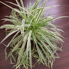 【再値下げ】オリヅルラン子株１株の画像