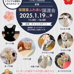 保護猫ハウス Cat Start　ふれあい保護猫譲渡会😻