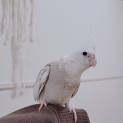 オカメインコ メス 2歳半