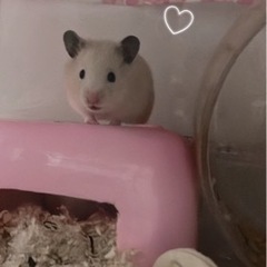 キンクマ🐹ハムスター