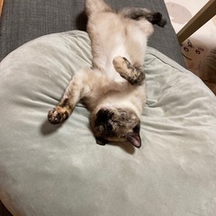 取り引き成立のため終了します☺︎
