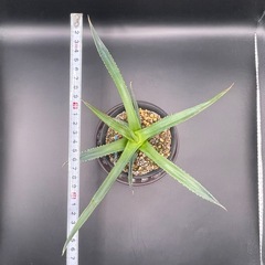 (手渡し)実生アガベ：ホリダ ssp ホリダ  1株 ①の画像