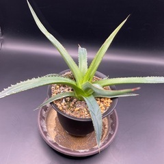 (手渡し)実生アガベ：ホリダ ssp ホリダ  1株 ①