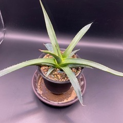 (手渡し)実生アガベ：ホリダ ssp ホリダ  1株 ①の画像