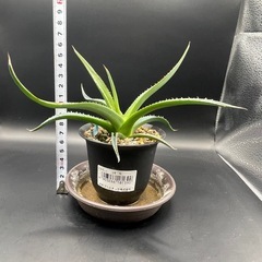 (手渡し)実生アガベ：ホリダ ssp ホリダ  1株 ①の画像