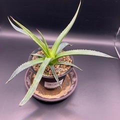 (手渡し)実生アガベ：ホリダ ssp ホリダ  1株 ①の画像