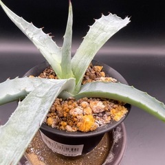 (手渡し)実生アガベ：モラニー  1株 ②の画像