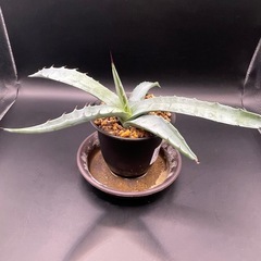 (手渡し)実生アガベ：モラニー  1株 ②