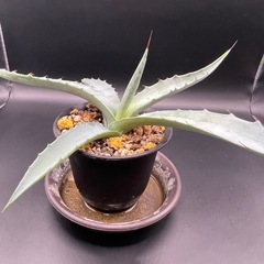 (手渡し)実生アガベ：モラニー  1株 ②の画像