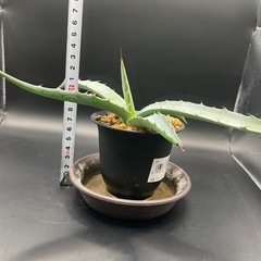 (手渡し)実生アガベ：モラニー  1株 ②の画像