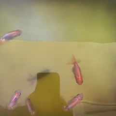 らんちゅう　　の画像