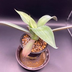 (手渡し)実生アガベ：ジプソフィラ  1株 ②の画像