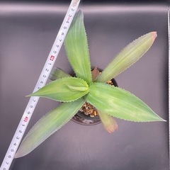 (手渡し)実生アガベ：ジプソフィラ  1株 ②の画像