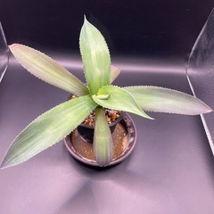 (手渡し)実生アガベ：ジプソフィラ  1株 ②