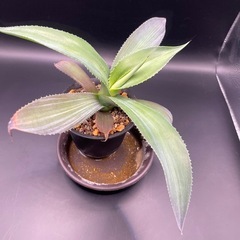 (手渡し)実生アガベ：ジプソフィラ  1株 ②の画像