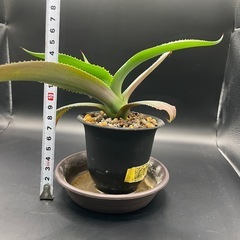 (手渡し)実生アガベ：ジプソフィラ  1株 ②の画像