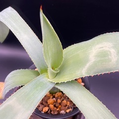 (手渡し)実生アガベ：ヒエミフローラ 1株 ①の画像