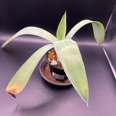 (手渡し)実生アガベ：ヒエミフローラ 1株 ①の画像