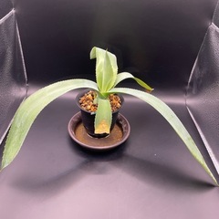 (手渡し)実生アガベ：ヒエミフローラ 1株 ①