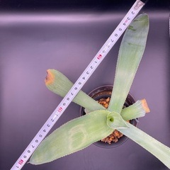 (手渡し)実生アガベ：ヒエミフローラ 1株 ①の画像