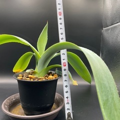 (手渡し)実生アガベ：ヒエミフローラ 1株 ①の画像