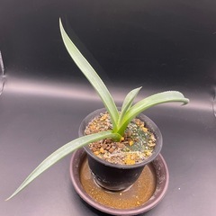 (手渡し)実生アガベ：パリーvar.コウエシー 1株 ①