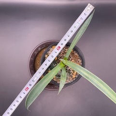 (手渡し)実生アガベ：パリーvar.コウエシー 1株 ①の画像