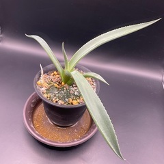 (手渡し)実生アガベ：パリーvar.コウエシー 1株 ①の画像