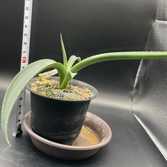 (手渡し)実生アガベ：パリーvar.コウエシー 1株 ①の画像