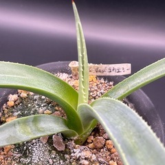 (手渡し)実生アガベ：パリーvar.コウエシー 1株 ①の画像