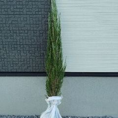 ゴールドクレスト??庭木５本