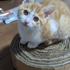 （トライアル中）保護猫 メス だいたい３ヶ月