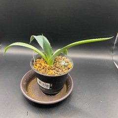 (手渡し)実生アガベ：クリサンサ・ジャイアント  1株 ③の画像