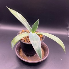 (手渡し)実生アガベ：クリサンサ・ジャイアント  1株 ③