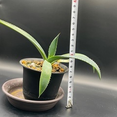 (手渡し)実生アガベ：クリサンサ・ジャイアント  1株 ③の画像