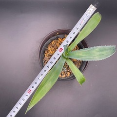 (手渡し)実生アガベ：クリサンサ・ジャイアント  1株 ③の画像