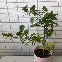 大実キンカン苗木