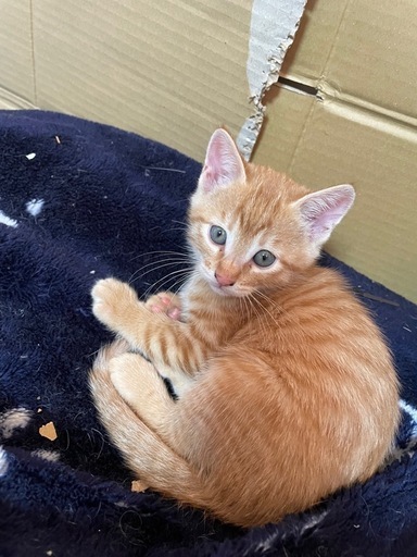 ふんばり親子猫 茶トラ ふんばり親子猫 茶トラ ふんばり親子猫 茶トラ 大人気茶トラ