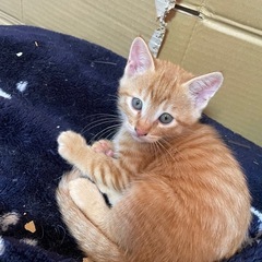 可愛い子猫4匹🐱　茶トラちゃん