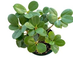 【観葉植物】◉パンダガジュマル 
