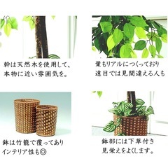 人工観葉植物♥️ ベンジャミン　150cm 鉢付き　インテリア　お洒落の画像