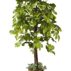 人工観葉植物♥️ ベンジャミン　150cm 鉢付き　インテリア　お洒落の画像