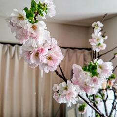 🌸桜🌸 3月に咲く～